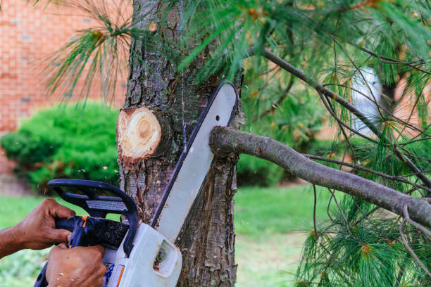 How Our Tree Care Process Works  in  Palestine, IL